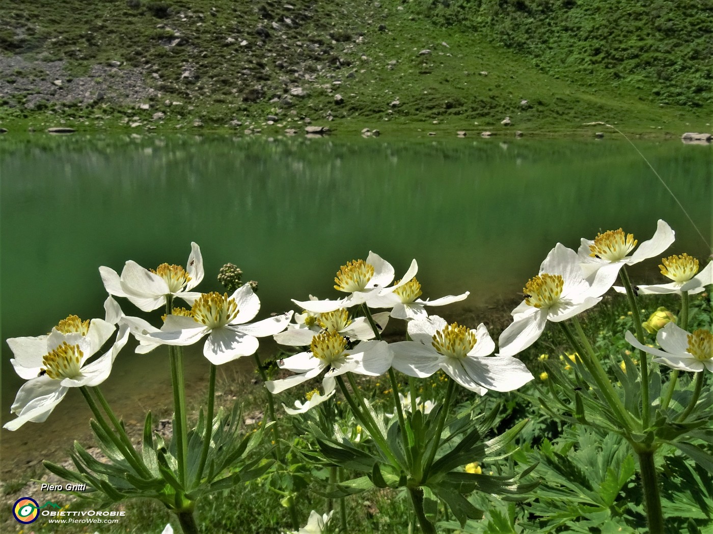 48 Bianchi  Anemonastrum narcissiflorum (Anemone narcissino) risaltano sul verde  acqua del Lago Branchino.JPG